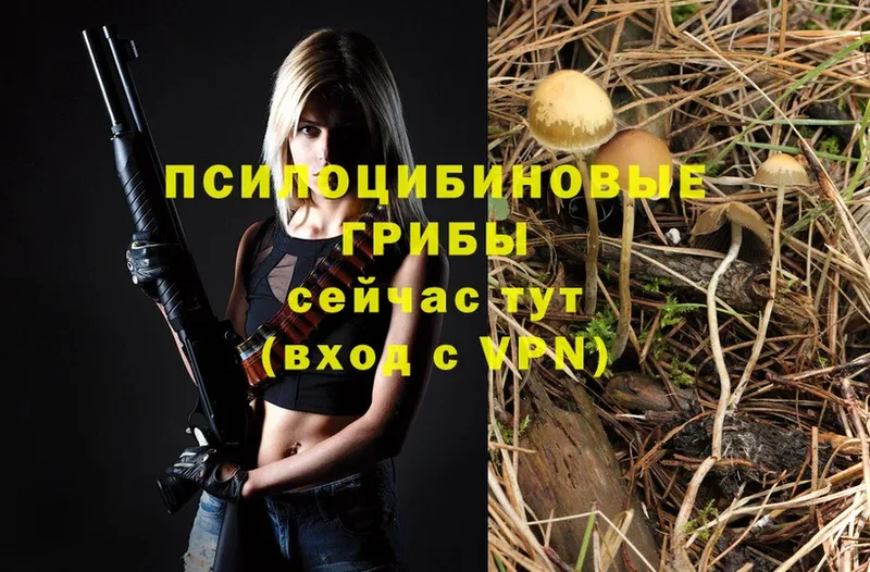 darknet Telegram Великий Устюг Псилоцибиновые грибы Psilocybe